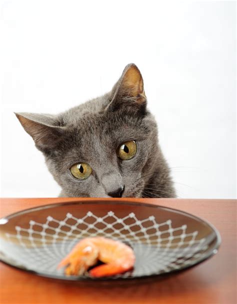 As carnivores, kitties get their primary nutrition from meat. Can Cats Eat Shrimp?