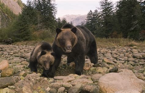 Great Bear Wild By Ian Mcallister Montecristo