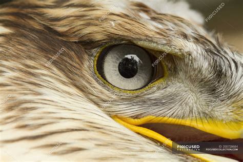 Close Up Of Eye Of Ferruginous Hawk Bird — Close Ups Horizontal