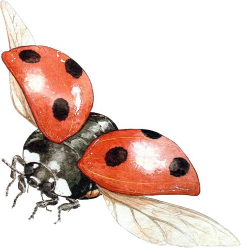 Ladybug Png Image Transparent Image Download Size 651x671px