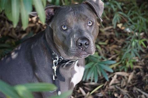 Blue Nose Pitbull The Complete Dog Breed Guide K9 Web