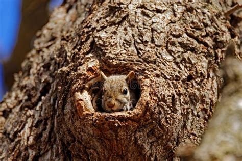 Grey Squirrel In A Hole Stock Photo Image Of Wildlife 73444498