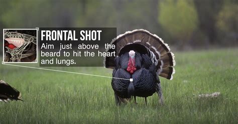 Tricky Business Shot Placement On Turkeys Bowhunters United
