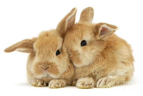 Ginger Baby Bunnies Snuggling Photograph By Warren Photographic Pixels