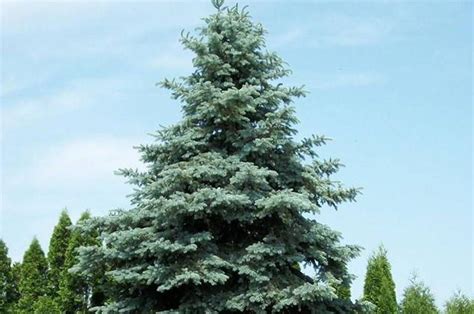 Privacy Trees 15 Deer Resistant Options Privacy Trees Green Giant