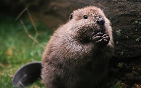 12 More Adorable Baby Beavers That Will Make Your Week Cottage Life