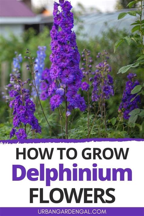 How To Grow Delphinium Flowers In 2020 Delphinium Flowers Indoor