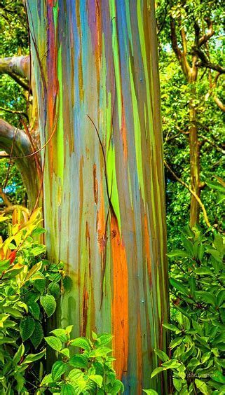 Image Result For Maui Hawaii Rainbow Eucalyptus Tree