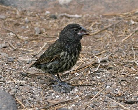The medium ground finch (geospiza fortis) is a species of bird in the family thraupidae. Large Cactus Finch* | Birdspix