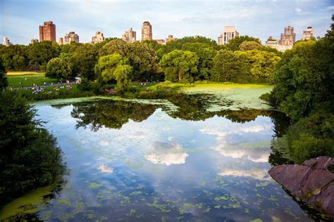 Temporada De Picnic En Central Park En Nueva York 2024