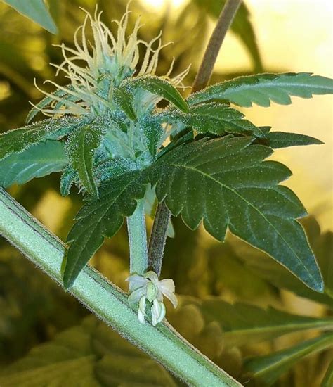 As with many plants (not all), cactuses have both male and female parts in their flowers. Pollen Sacs on Female plant, AKA Hermie - Dude Grows