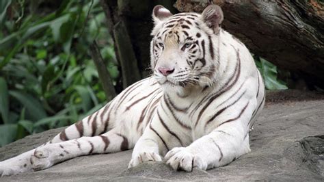 do golden black white and blue tigers exist truth about tiger color variations youtube