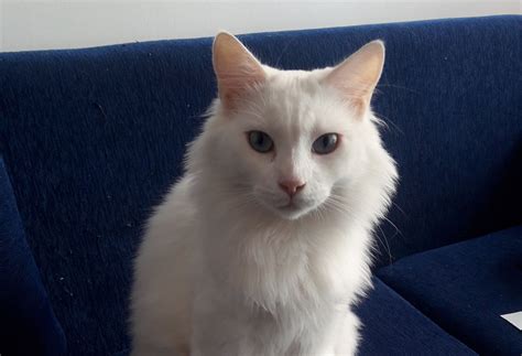 Turkish Angora Cat Breed History And Some Interesting Facts