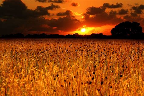 Autumn Field Of Joy ♪ By Pieter Arnolli Via 500px Beautiful Sunrise