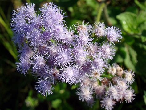 Shop our flowers for same day delivery or next day delivery. Pine Island, Florida: Fall Flowers on Pine Island