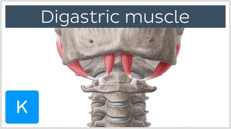 Digastric Muscle Origin Insertion Innervation And Function Anatomy