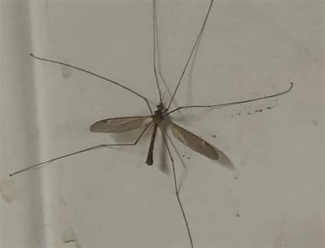 Those Arent Giant Mosquitoes Theyre Crane Flies