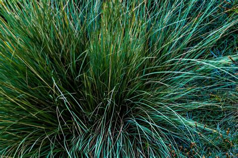 How To Choose An Ornamental Grass