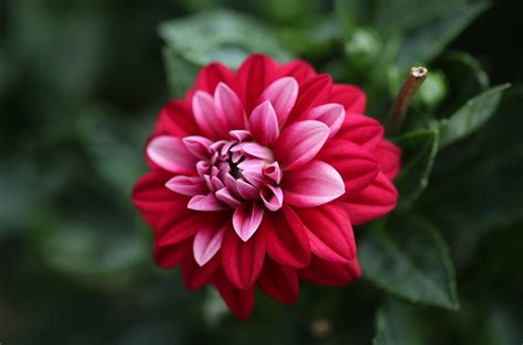 Nature Dahlia 4k Ultra Hd Wallpaper