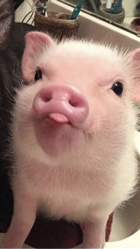 Pin By Sofiya On Moi In 2020 Cute Baby Pigs Baby Animals Funny Baby