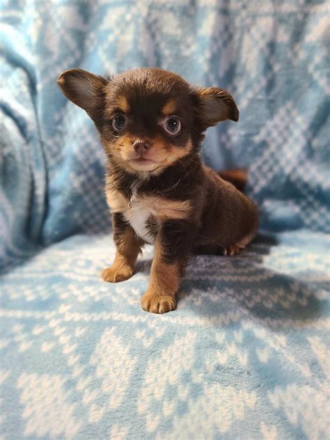 Our 8 Week Old Long Haired Chihuahua Puppy Shes Coming Home This