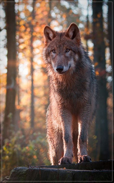 Wolf In Autumn Sunrise Null Wolf Photography Wolf Dog Wolf Photos