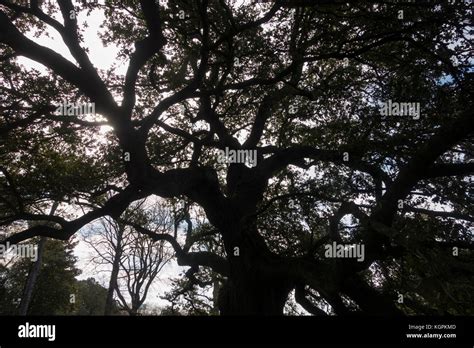 Emancipation Oak Tree At Hampton University Virginia Stock Photo Alamy