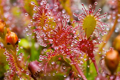 Best Sundew Stock Photos Pictures And Royalty Free Images Istock