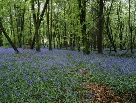 Bluebells In Woodland Stock Image B6010687 Science Photo Library