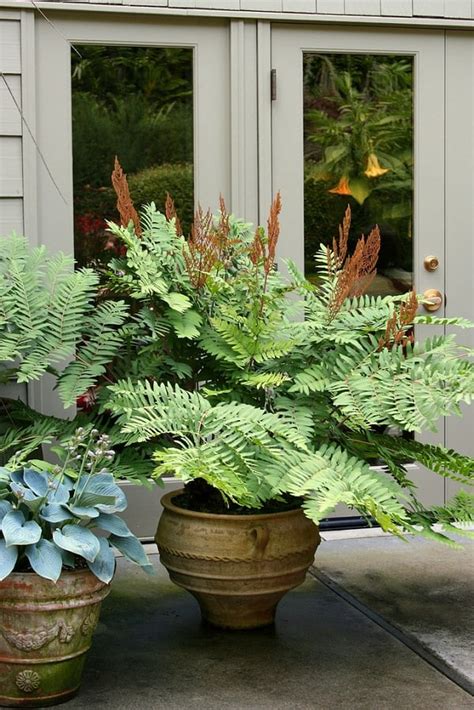 21 Best Ferns For Containers That You Can Grow Indoors