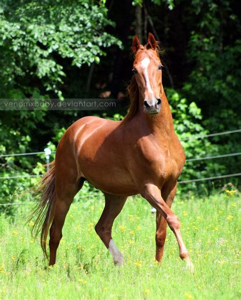 Chestnut Saddlebred Horse 1 By Venomxbaby On Deviantart American