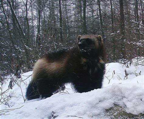 When Jeff Ford Was Tracking The Wolverine From 2004 To 2010 It Was