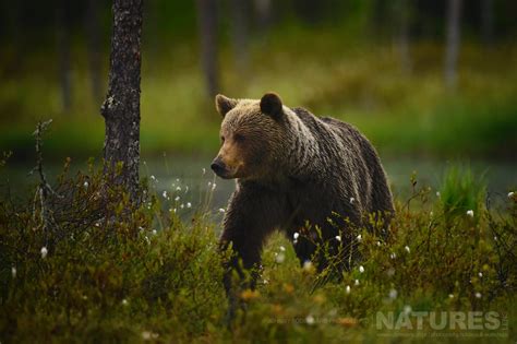 Majestic Cubs And Brown Bears Of Finland Photography Holiday 2024