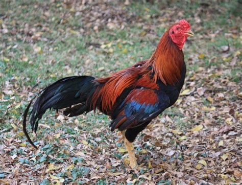 Black Breasted Red Aseel Asil Chickens Cackle Hatchery®
