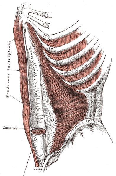 The Muscles And Fasciæ Of The Abdomen Human Anatomy Izmok Anatómia