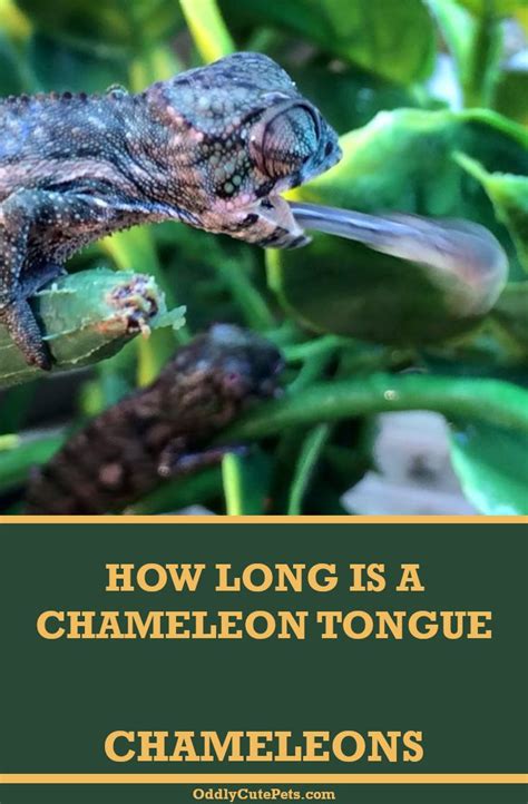 How Long Are Chameleons Tongues Chameleon Tongue Chameleon Veiled