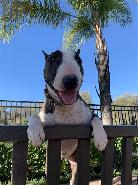 Пин от пользователя Gayle Katzenmeyer на доске Bull Terriers Rule