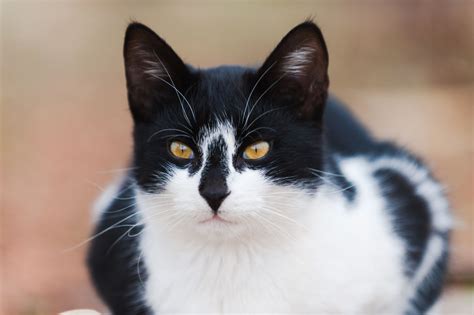 Ten Interesting Facts About Black And White Cats Pets4homes