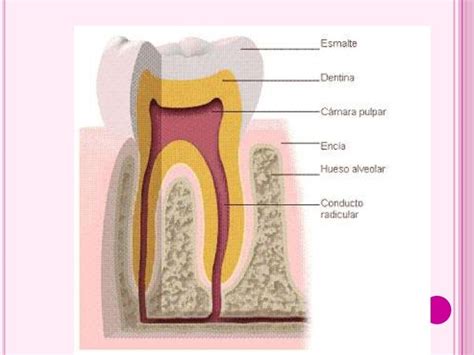 Endodoncia Preventiva