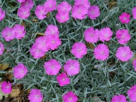 A pretty perennial and an absolute favorite by many homeowners in charlotte and the surround towns and neighborhoods is dianthus. Jardin Jasmin: DIANTHUS GRAT. FIREWITCH