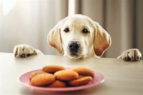 Should we be so scared? It seems we've been counting dog years all wrong, say ...