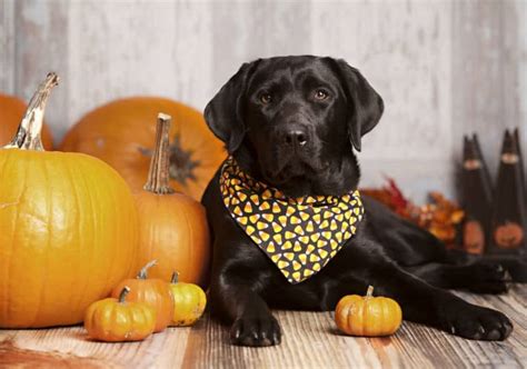 Pumpkins are actually a fruit in the winter squash family and are low in saturated fat, cholesterol and insoluble fiber adds bulk to the stool and tends to speed up the passage of food through the digestive tract. 15 Healthy Human Foods that are Also Beneficial to Dogs