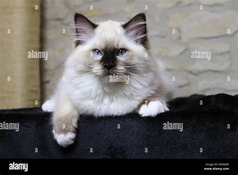 Ragdoll Kittens Cats Stock Photo Alamy