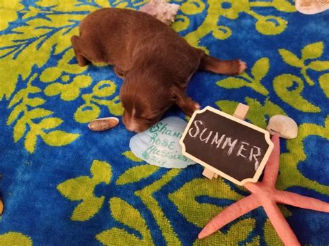 My lord bassanio, let him have the ring: Shamrock Rose Aussies - Welcome to Shamrock Rose Aussies ...