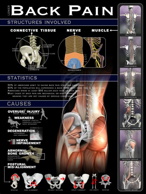 Reload to refresh your session. Infographics & Posters - Real Bodywork