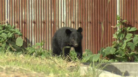 Serangan Beruang Terhadap Manusia Di Jepang Tengah Meningkat Nhk World Japan News