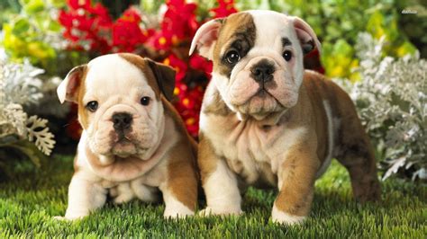 Spring Puppy Wallpaper 62 Images