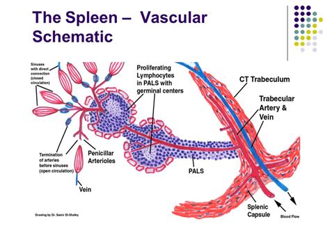 Spleen Histology Diagram