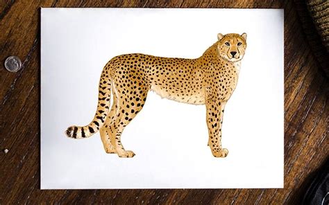 How To Draw A Cheetah Creating A Cheetah Sketch In 17 Quick Steps