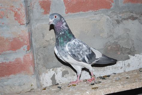 Pakistani Tipplers Kabootar Baaz Uk And Usa Pigeons Fancy Pigeons